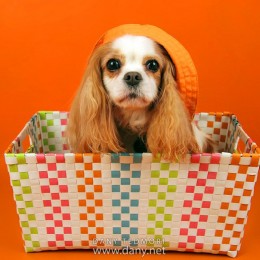 Dog in Basket